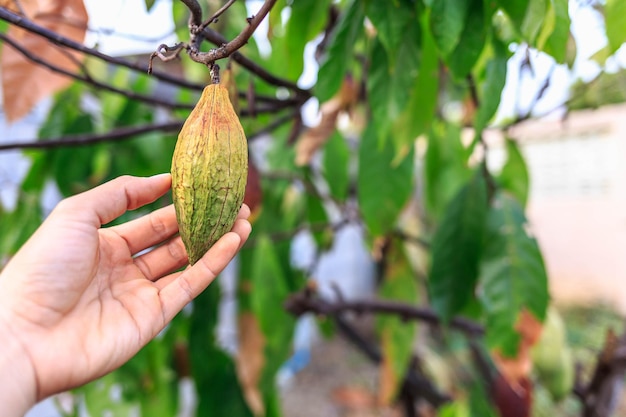 Vainas de cacao frescas de la planta de cacao en la mano