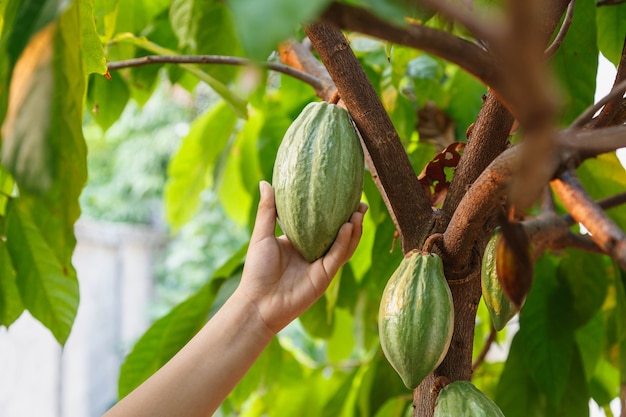 Vainas de cacao fresco en la mano