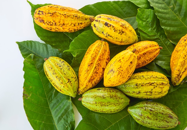 Vainas de cacao con hoja de cacao sobre un fondo blanco