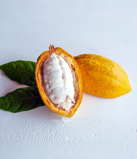 Vainas de cacao maduras y frescas cortadas a la mitad de la fruta de cacao que revelan la pulpa blanca en el interior con cacao verde