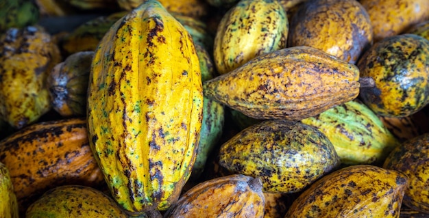 Vainas de cacao maduras o frutos de cacao amarillo Cosechar granos de cacao para enviar a la fábrica de chocolate