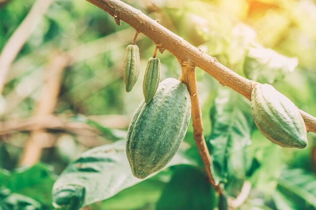 Vainas de cacao orgánico en la naturaleza