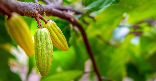 Vainas de cacao verde pequeñas crudas cosechando frutos de cacao colgando de un árbol de cacao