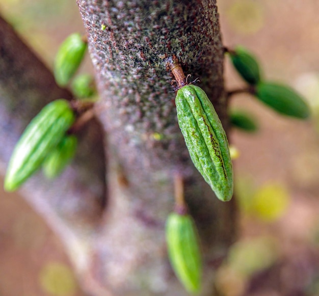 Vainas de cacao verde pequeñas crudas cosechando frutos de cacao colgando de un árbol de cacao