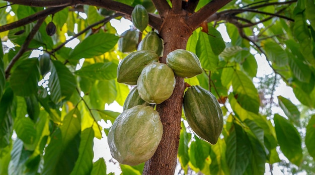 Vainas de cacao verdes frescas sin cosechar Cacao verde crudo en el árbol de cacao