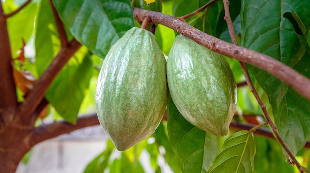 Vainas de cacao verdes frescas sin cosechar Cacao verde crudo en el árbol de cacao