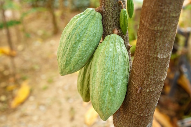 Vainas de cacao verdes frescas sin cosechar