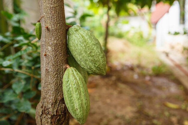 Vainas de cacao verdes frescas sin cosechar