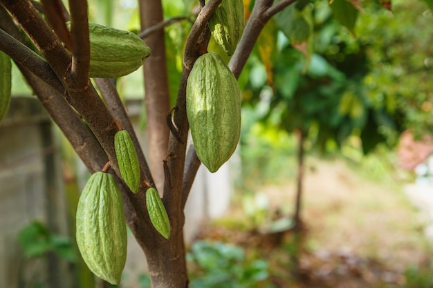 Vainas de cacao verdes frescas sin cosechar