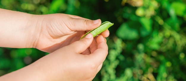 Vainas frescas de guisantes en manos del niño.