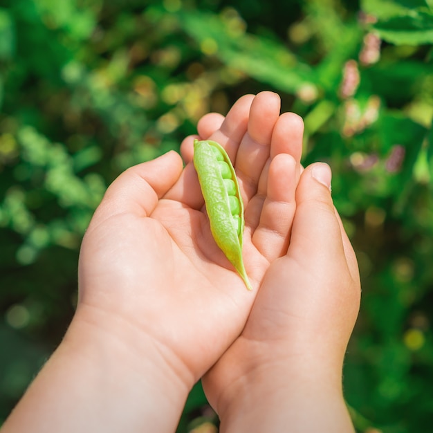 Vainas frescas de guisantes verdes en manos del niño.