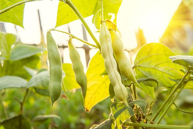 Las vainas de frijoles comestibles amarillas crecen en las ramas contra el fondo de un parque verde en los rayos de luz solar brillante