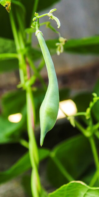 Vainas de frijoles de selenio en el jardín. enfoque selectivo comida