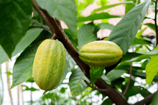 Las vainas de la fruta del árbol de cacao de cerca