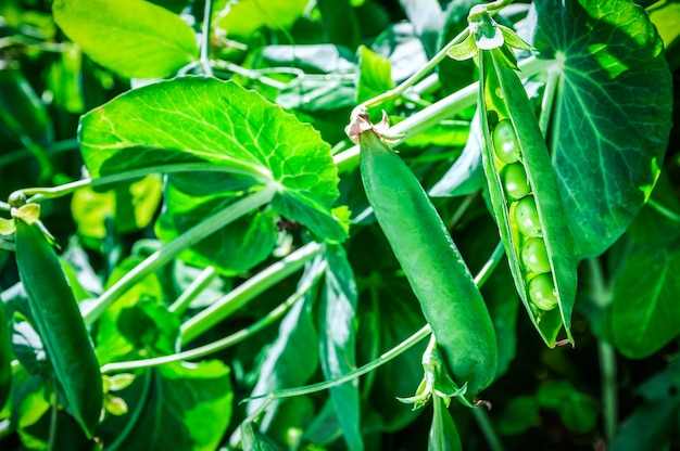 Vainas de guisante verde maduro en jardín orgánico