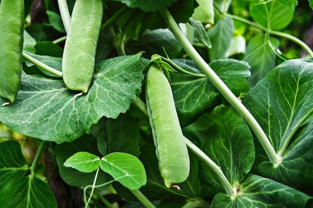 Vainas de guisantes verdes en jardín orgánico