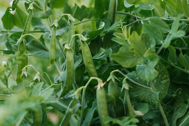 Las vainas de guisantes verdes maduran en un arbusto en verano en el jardín