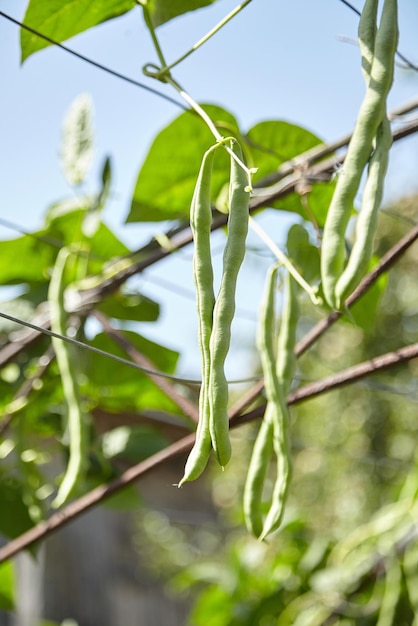 Foto vainas de judías verdes cultivo de plantas de frijol