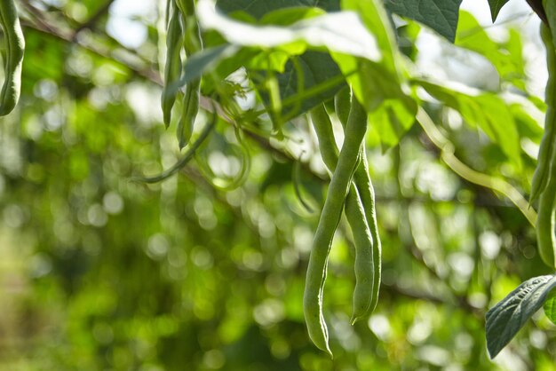 Vainas de judías verdes Cultivo de plantas de frijol