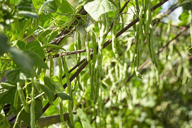 Vainas de judías verdes Cultivo de plantas de frijol