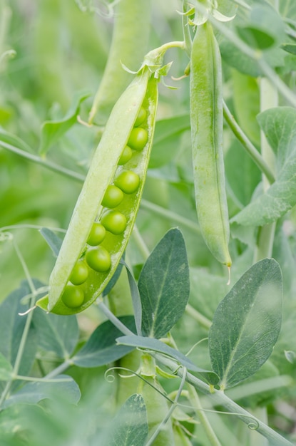 Vainas maduras de guisantes que crecen en el jardín