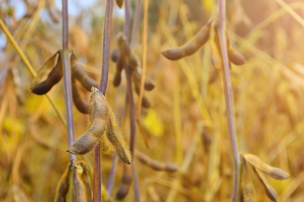 Foto vainas maduras de soya, llenas de frijoles, en el campo.