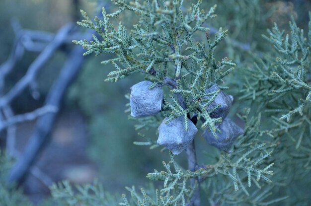 Foto vainas de semillas en un árbol en sedona arizona