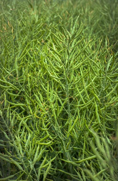 Las vainas de semillas de cultivo de colza verde de cerca Los tallos de colza