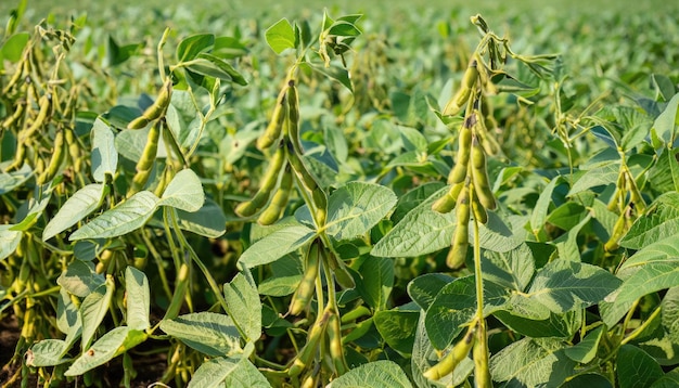 Las vainas de soja sobre un fondo natural verde