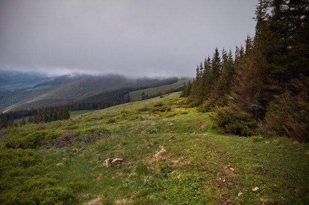 Vale da montanha enquanto o dia chuvoso nevoeiro colinas de montanha verão nas montanhas dos Cárpatos Ucrânia