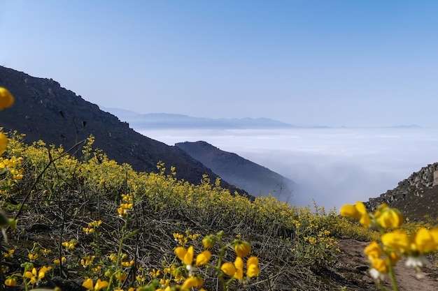 Vale da montanha flor paisagem flores amarelas