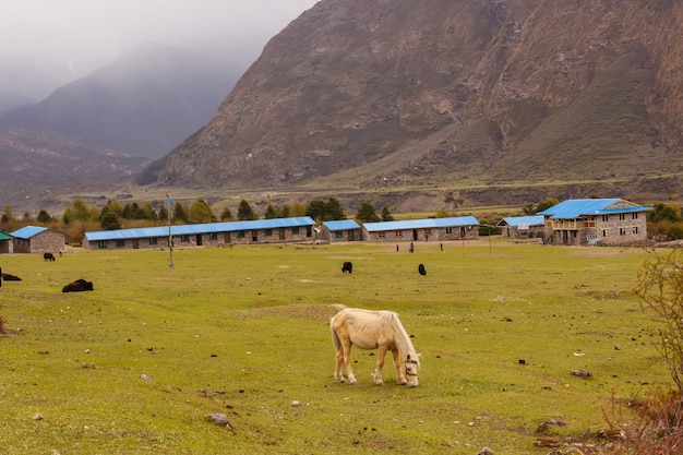 Vale da montanha no Himalaia com casas, iaques e cavalos