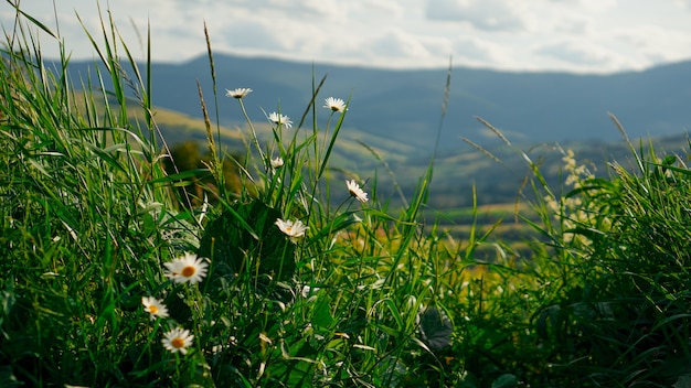 Vale da montanha. paisagem natural de verão. fundo do banner horizontal