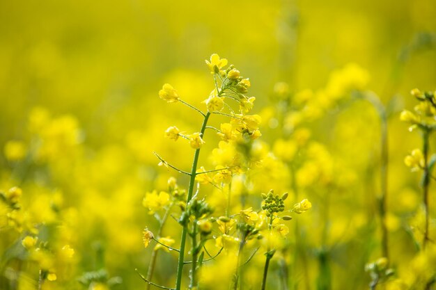 Vale das flores amarelas