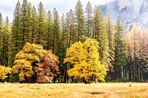 Foto vale de yosemite na manhã nublada de outono