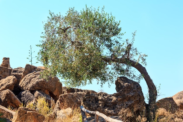 Vale dos Templos Agrigento Sicília Itália