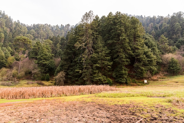 Foto vale e árvores na floresta