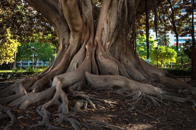 Valencia, árbol centenario en la Glorieta