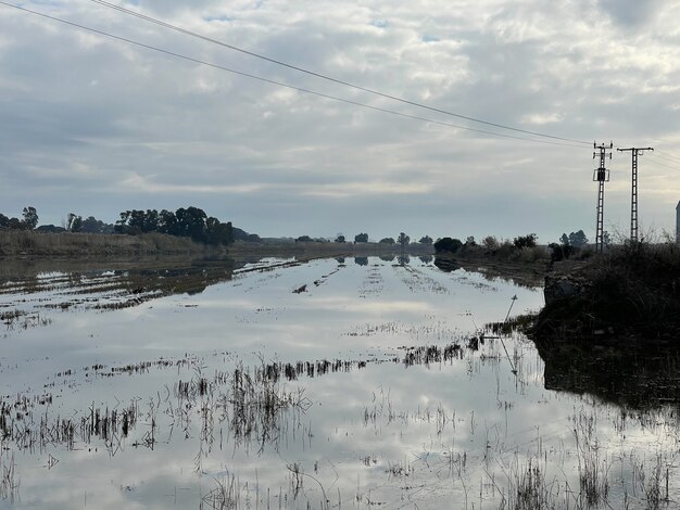 Valencianische Landschaft. Reis in Feuchtgebiet gewachsen, sehen bewölkten Tag in El Palmar, Spanien