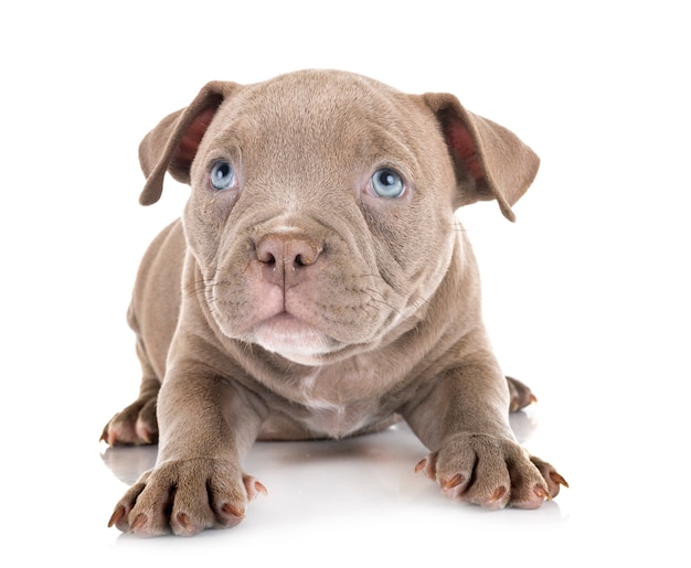 Valentão americano do filhote de cachorro