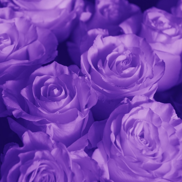 Valentines Hintergrund Blumenstrauß aus Rosen lila Tonen
