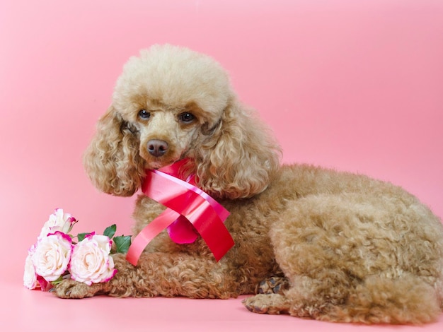 Valentinstag Hund Aprikose Pudel mit einem Band um den Hals und einem Strauß rosa Rosen auf rosa Hintergrund