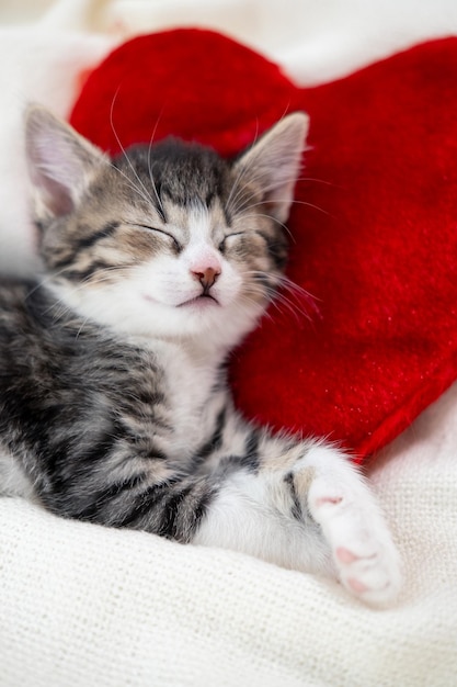 Valentinstag Katze Kleines gestreiftes Kätzchen, das auf herzförmigem rotem Kissen auf hellweißer Decke auf dem Bett schläft Haustierkonzept