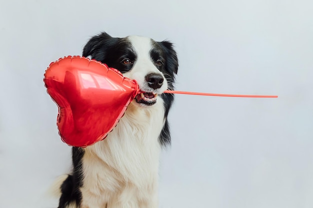 Valentinstag Konzept lustige niedliche Hündchen Border Collie mit rotem Herzballon im Mund isol