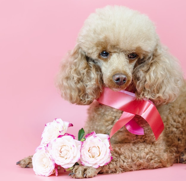 Valentinstagshund, Aprikosenpudel mit einem Band um den Hals und einem Strauß rosa Rosen auf einem rosa Hintergrund