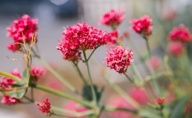 Valerian red centrantus Ein Busch in einem Blumenbeet der Stadt Selektiver Fokus Natürlicher Hintergrund