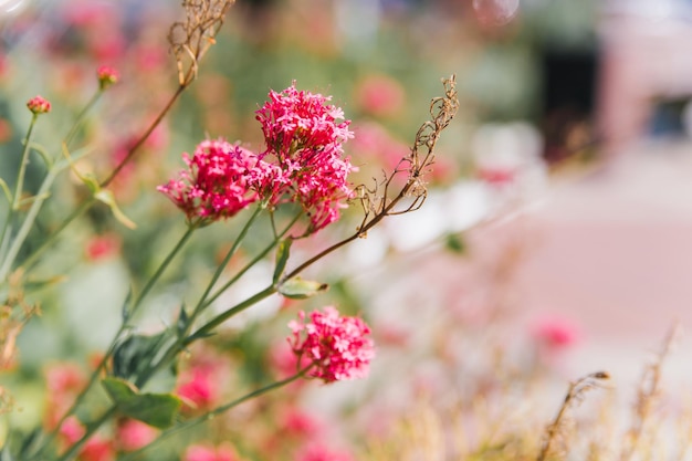 Valerian red centrantus Um arbusto em um canteiro de flores da cidade Foco seletivo Fundo natural