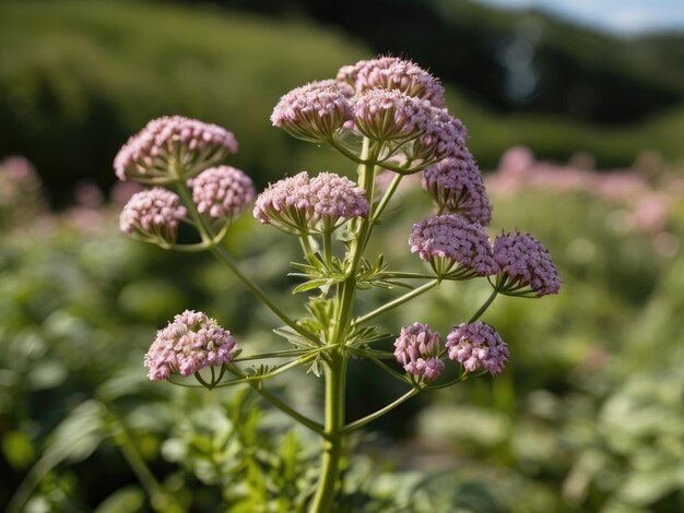 Valerian Valeriana officinalis no jardim