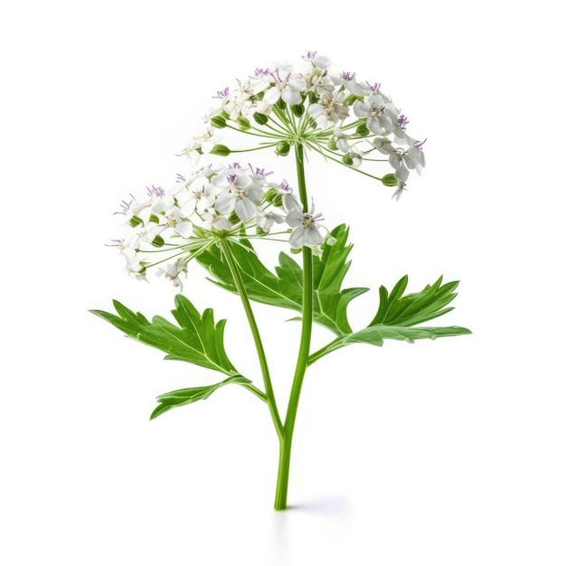 valeriana fundo branco