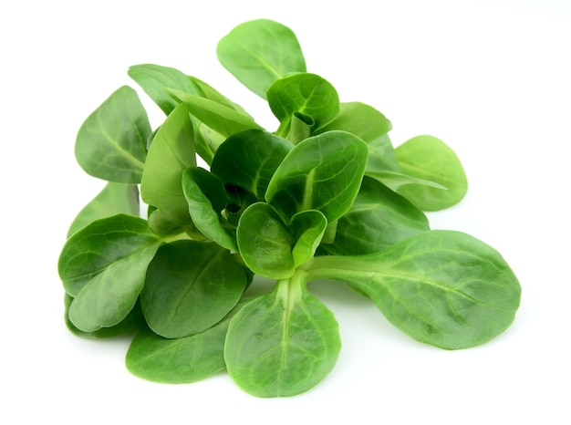 Valerianella locusta, ensalada de maíz, lechuga de cordero